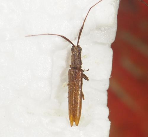 Grammopsis sp.
